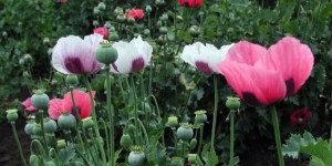 Genetic discovery uncovers key tool for morphine production in poppies (sciencedaily.com)