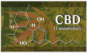 Researching Marijuana for Therapeutic Purposes: The Potential Promise of Cannabidiol (CBD) (drugabuse.gov)