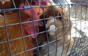 Watch: Washoe County health officials fight mosquitoes, West Nile virus… with chickens? (rgj.com)