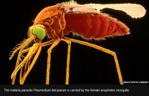 Malaria vaccine Mosquirix gets European approval (cbc.ca)