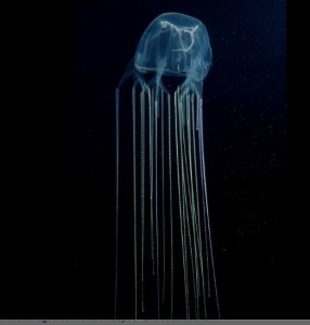 ‘Milking’ deadly jellyfish for new medicines (medicalnewstoday.com)