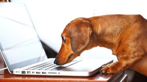 Why Do Pets Have Better Web Portals For Medical Records Than Humans? (healthaffairs.org)