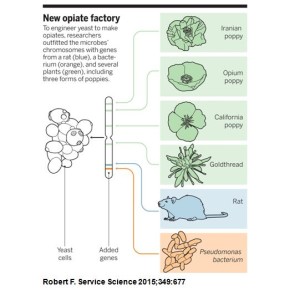 Stanford researchers genetically engineer yeast to produce opioids (news.stanford.edu)