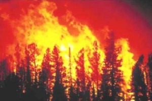 California Wildfire Evacuees Can Receive Rx Medications from Pharmacists (pharmacytimes.com)