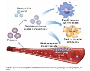 Cloaked Nanoparticles Pave Way For Targeted Drug Delivery (forbes.com)