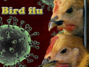 USDA awards first manufacturing contracts for bird flu vaccine stockpile (reuters.com)