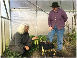 Chinese medicinal herbs provide niche market for US farmers (hosted.ap.org)