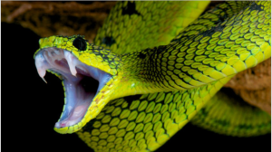 Facing an anti-venom shortage, WHO tries to mobilise new suppliers (in-pharmatechnologist.com)