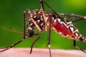 Zika update: Vaccine race swells, PaxVax CEO on how to stop ‘chasing epidemics’