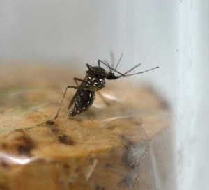 Genes, bugs and radiation: WHO backs new weapons in Zika fight (reuters.com)