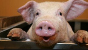 FDA to revoke pig drug approval over human cancer risk concern (reuters.com)