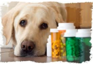 Bringing More Veterinary Pharmacy into the Pharmacy Curriculum (ajpe.org)