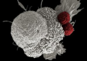 Life-extending capacity of new cancer drugs varies widely (reuters.com)