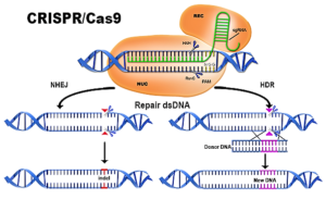 Broad Institute notches win in CRISPR patent battle (biopharmadive.com)