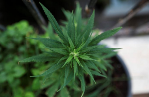 Israel takes step toward allowing export of medical marijuana (reuters.com)