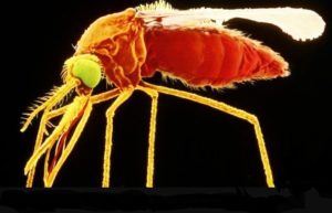 First Human West Nile Case Confirmed in Washoe County (ktvn.com)