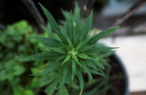 Possible easing of marijuana restrictions could have major implications (washingtonpost.com)