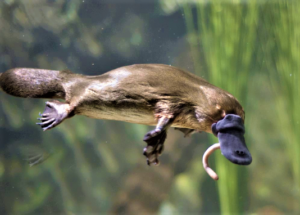 Flushed Pharmaceuticals Are Likely Drugging Stream Dwellers Like The Platypus (blogs.discovermagazine.com)