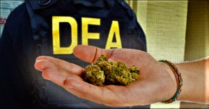 DEA to expand marijuana research after years of delay (reuters.com)