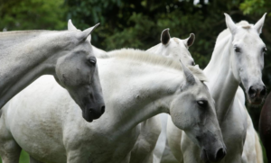 Costa Rica researchers to trial coronavirus treatment from horse antibodies (reuters.com)