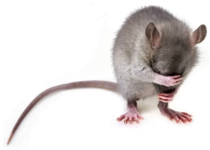 Amgen wriggles out of state bill on rat poisons, says it prefers its rodent-killing methods (fiercepharma.com)